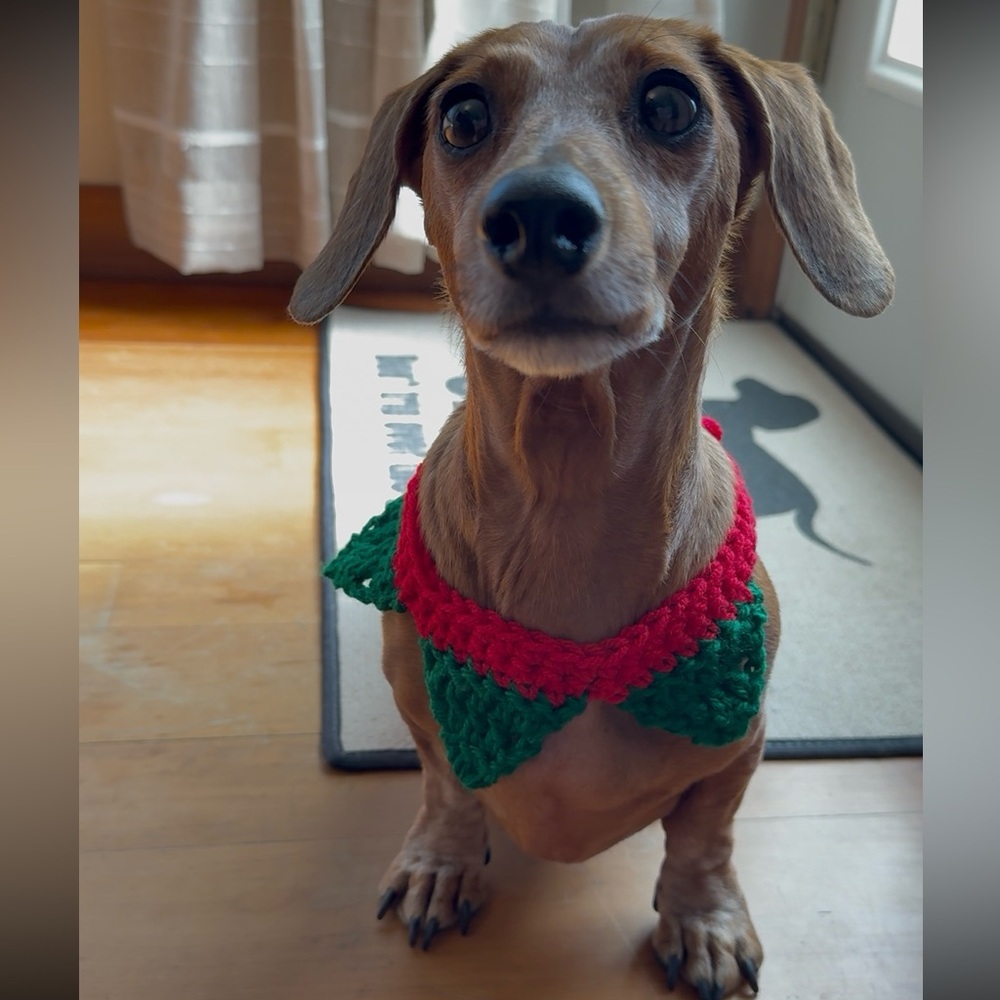 Handmade Crochet Dog Christmas Collar